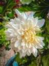 Dahlia pinnata flower